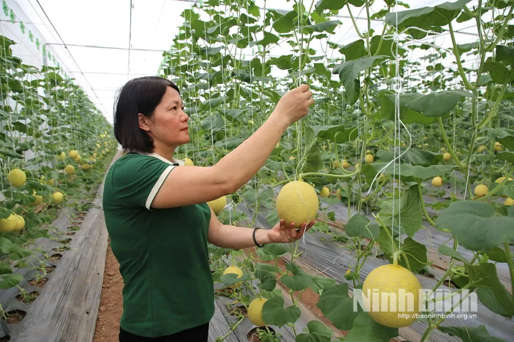 Ninh Binh Bangun Ekosistem Startup Inovatif untuk Pemuda, dari Pertanian hingga Ekonomi Warisan