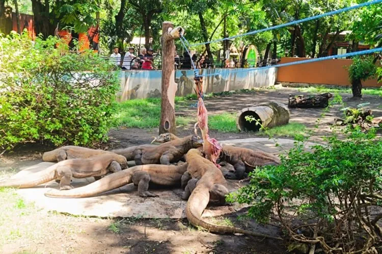 KBS Pinjamkan Sepasang Komodo ke Jepang dalam Kerja Sama Konservasi dengan iZoo Shizuoka