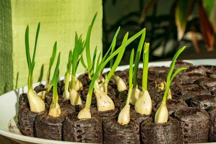 Bahan Dapur Ini Disebut Bisa Dijadikan Tanaman Baru