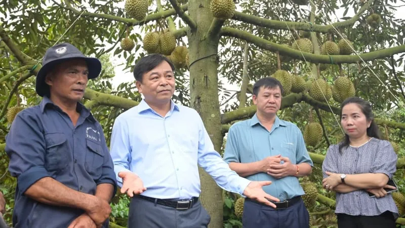 Dak Lak Percepat Digitalisasi dan Transparansi Pemberian Kode Area Tanam Durian Jelang Panen 2026