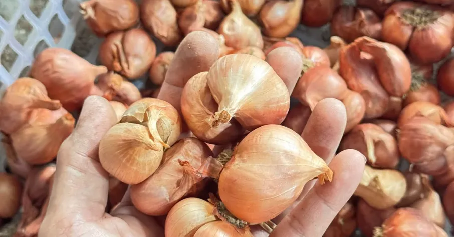 Bawang Bombai Disebut Punya Manfaat, tetapi Tidak Dianjurkan Dikonsumsi Bersama Daging Anjing
