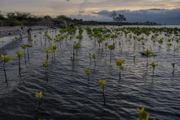 Fungsi Budi Daya dalam Tata Kelola Mangrove: Ruang Pemanfaatan Berkelanjutan bagi Masyarakat Pesisir