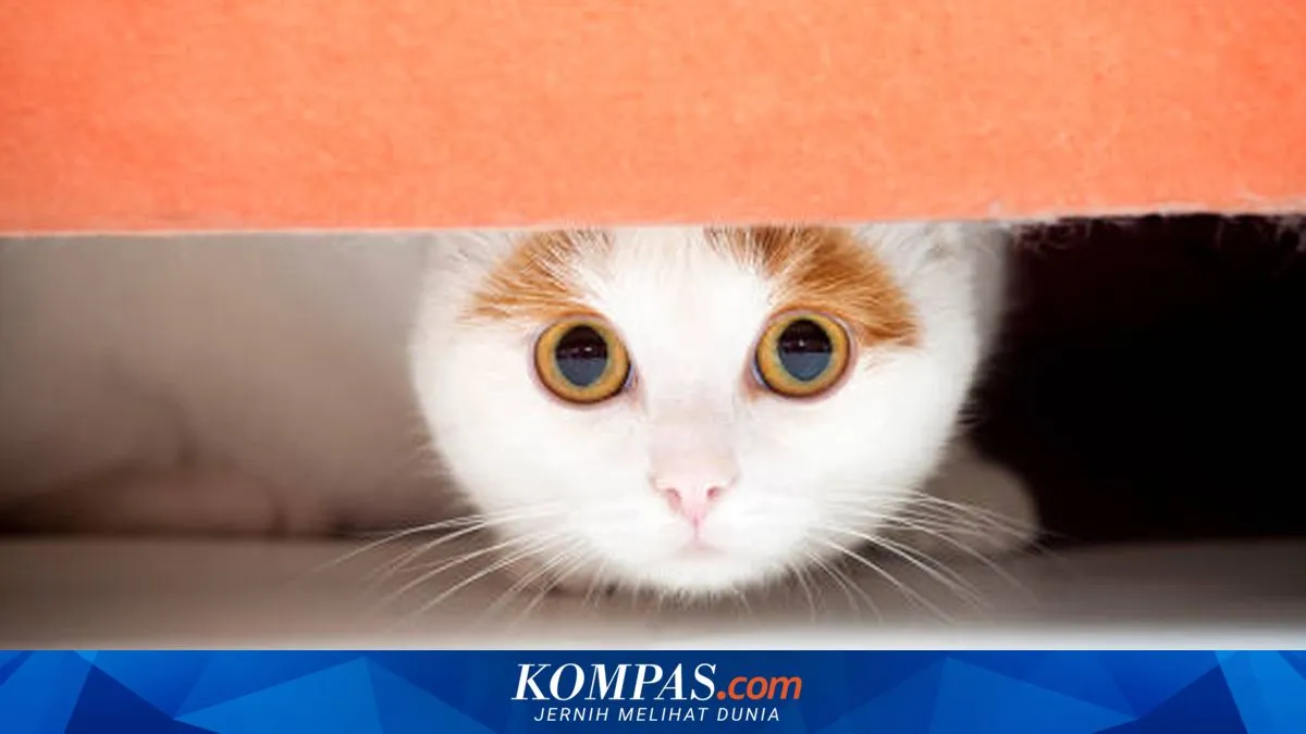 Lima Tips Sederhana Membantu Kucing Mengatasi Rasa Takut
