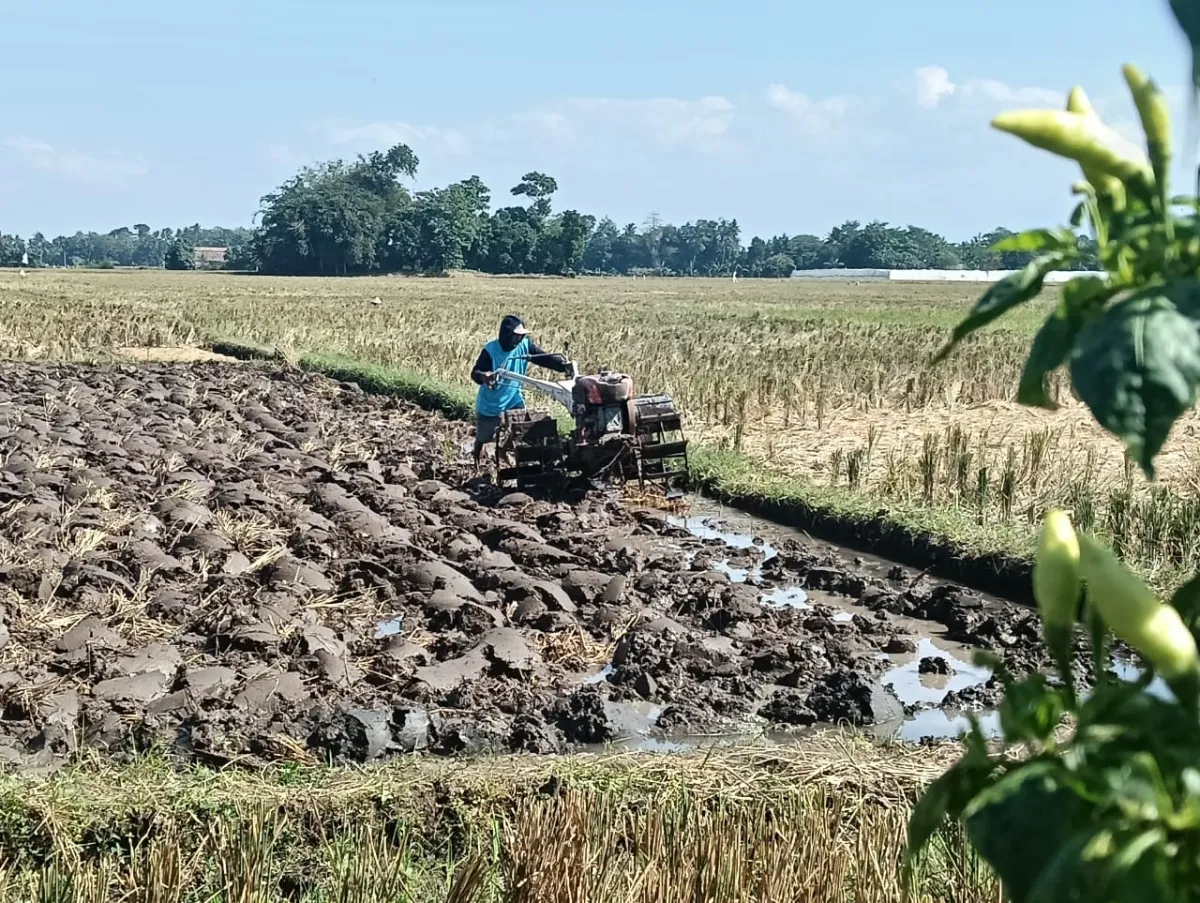 Pemkab Jember: Penetapan LP2B Bisa Dilakukan Tanpa Menunggu Perda RTRW