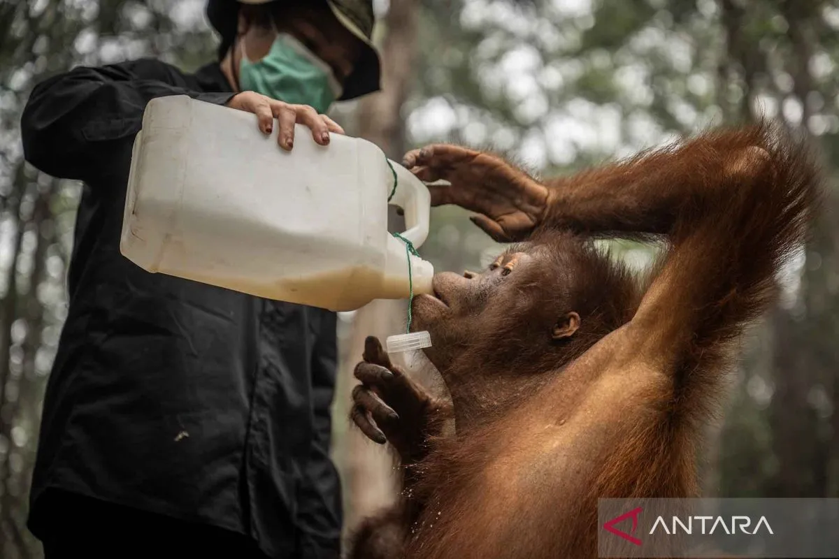 BKSDA Kalteng dan BOS Foundation Tambah Asupan Gizi Orangutan di Nyaru Menteng Akibat Ancaman Asap Karhutla