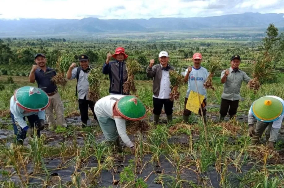 Dari Dapur ke Ladang: Tantangan Mengembalikan Bawang Putih Lokal ke Pasar Indonesia