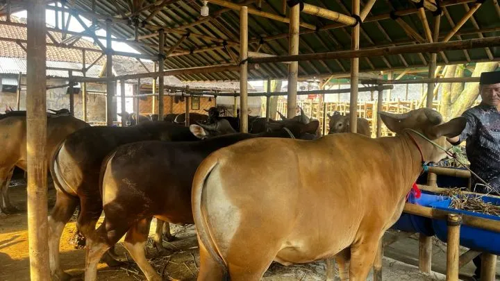 BSI Maslahat Siarkan Pemotongan Kurban Lewat Live Streaming untuk Transparansi