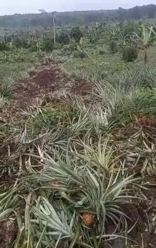 Rencana Pembibitan Tebu di Lahan PTPN Ciater Dipertanyakan, Aktivis Soroti Kesesuaian RTRW Subang