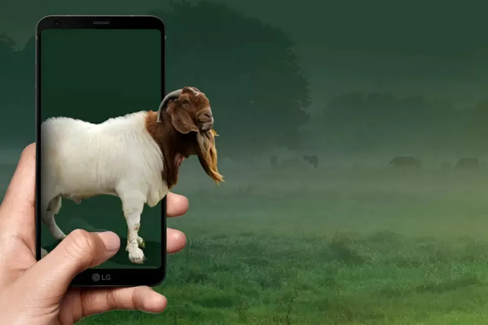 Kurban Lewat Aplikasi Digital: Bagaimana Hukum dan Syarat Keabsahannya?
