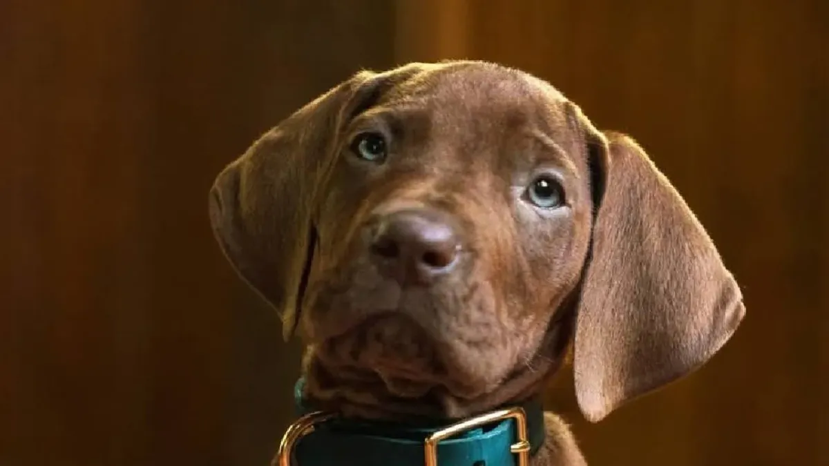 Netflix Rilis Cuplikan Perdana Serial Live Action "Scooby-Doo: Origins", Dijadwalkan Tayang 2027