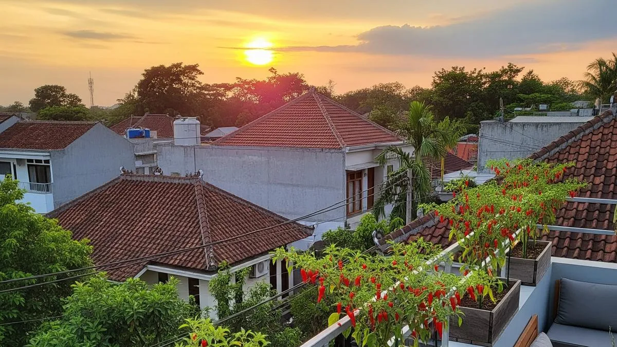 Kebun Cabai di Rooftop Rumah Jadi Tren: Praktis, Estetis, dan Mudah Dirawat