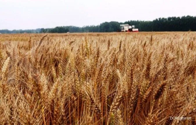 Konflik Iran-AS Dorong Harga Pupuk Naik, Ancaman Baru bagi Produksi Pangan Global