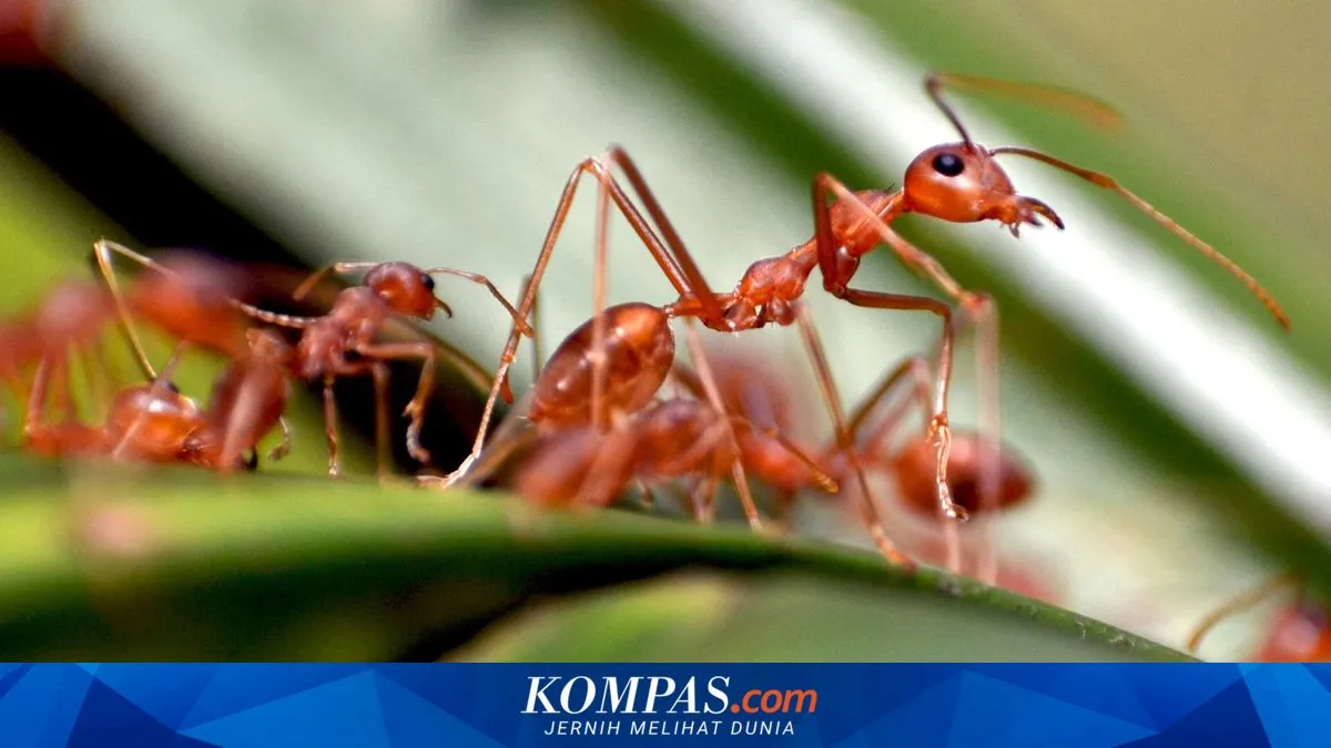 Chutney Semut Merah dari Odisha: Saat Rasa, Tradisi, dan Rasa Ingin Tahu Dunia Bertemu