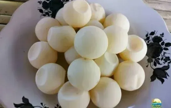 Telur Penyu untuk Anak: Antara Anggapan Gizi, Keamanan Pangan, dan Kelestarian