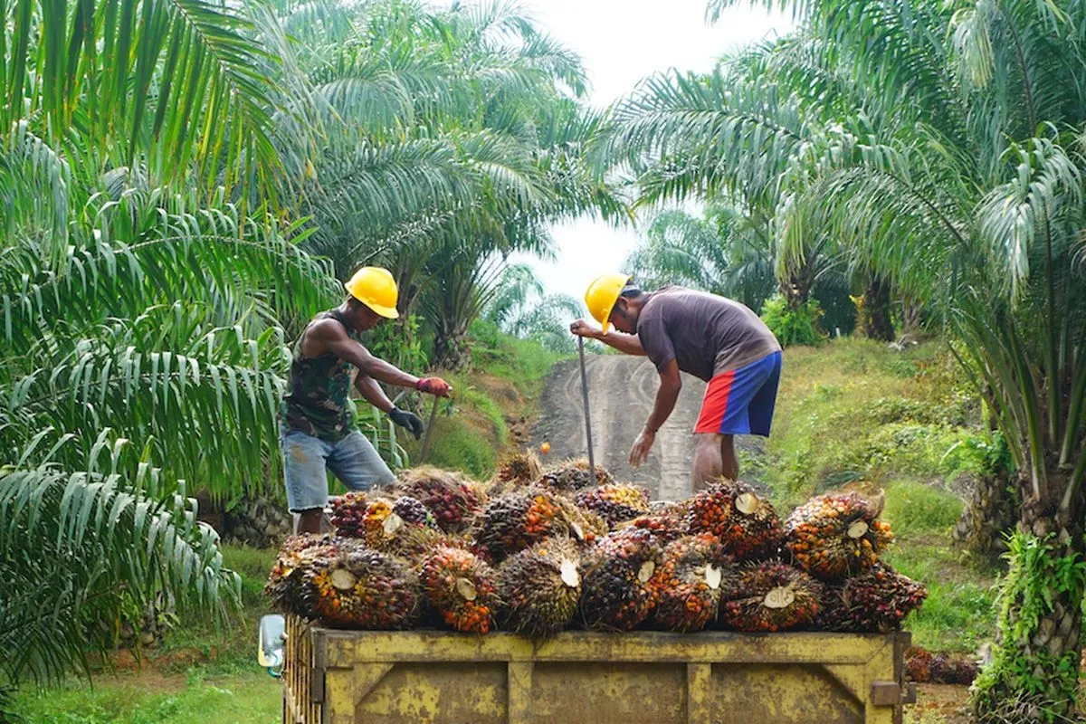 Cara Menjaga Produktivitas Kelapa Sawit Saat Memasuki Usia Tua