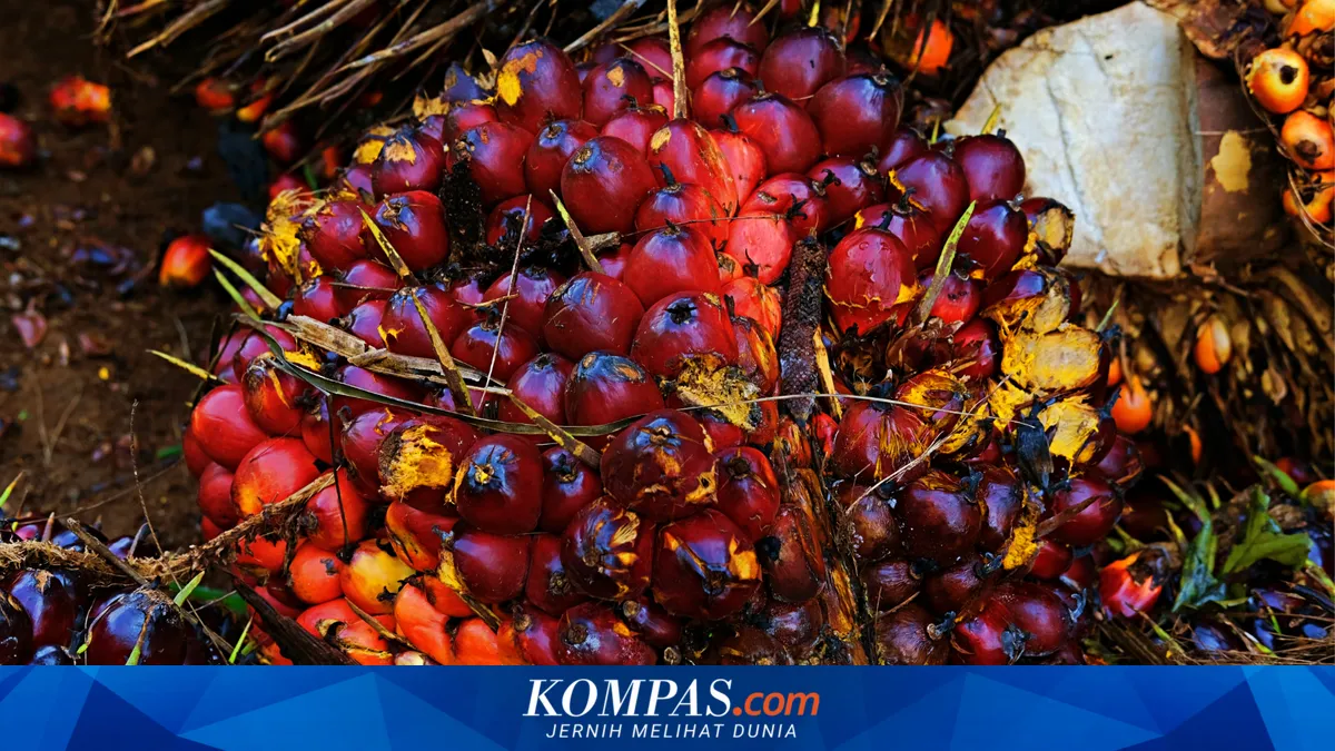 Petani Sawit Minta Transparansi Harga dalam Skema Ekspor Satu Pintu lewat BUMN
