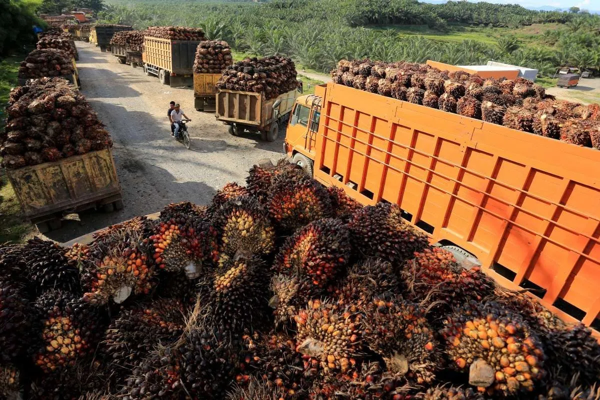 Petani Sawit Soroti PP 24/2026 soal Tata Kelola Ekspor, Minta Transparansi Harga dan Perlindungan TBS