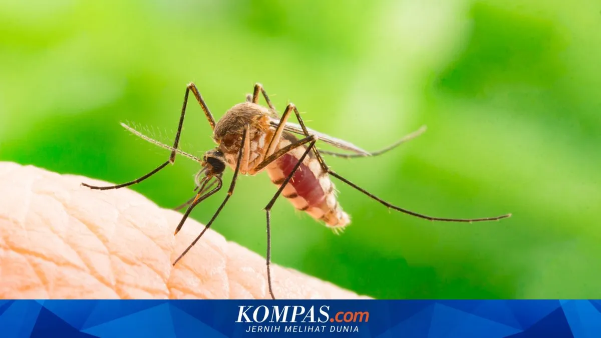 Lima Cara Meredakan Gatal Akibat Gigitan Serangga di Rumah