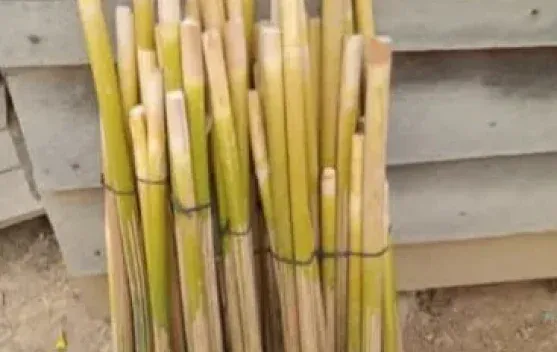 Umbut Rotan Masih Diminati di Pasar Tradisional Kutai Barat