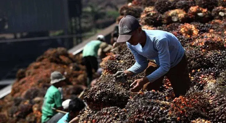 Bappenas: Hilirisasi Sawit Harus Bertumpu pada Inovasi, Teknologi, dan Riset