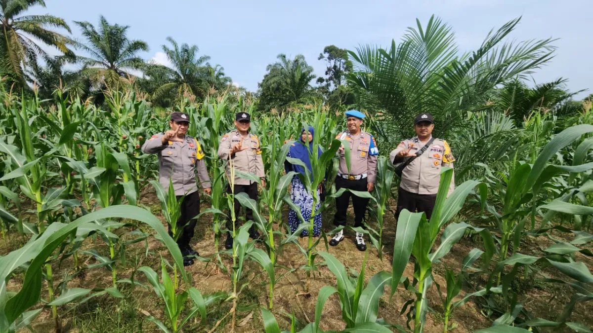 Polsek Rambah Pantau Pertumbuhan Jagung di Desa Menaming untuk Dukung Ketahanan Pangan