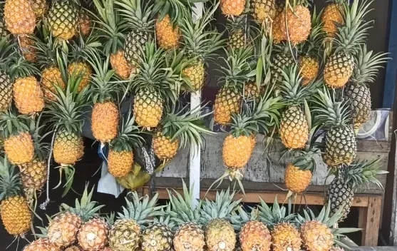 Nanas Toa dari Pegasing Jadi Buruan Wisatawan di Takengon
