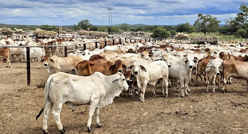 Dharma Jaya Percepat Pengadaan 7.500 Sapi Impor dari Australia untuk Antisipasi Gangguan Distribusi Global