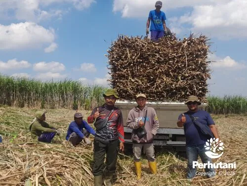 Perhutani Mantingan Kawal Tebang Tebu Kemitraan di Petak 71B untuk Pastikan Proses Sesuai PKS