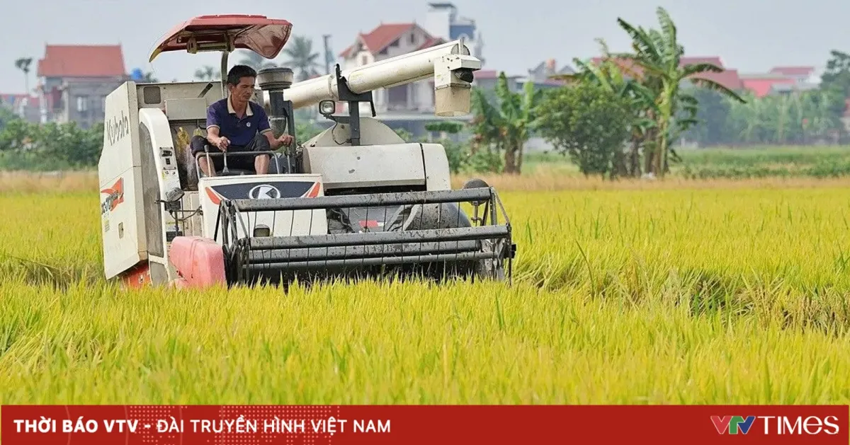 VCCI Usulkan Transparansi dan Alokasi Khusus dalam Penunjukan Eksportir Beras Vietnam