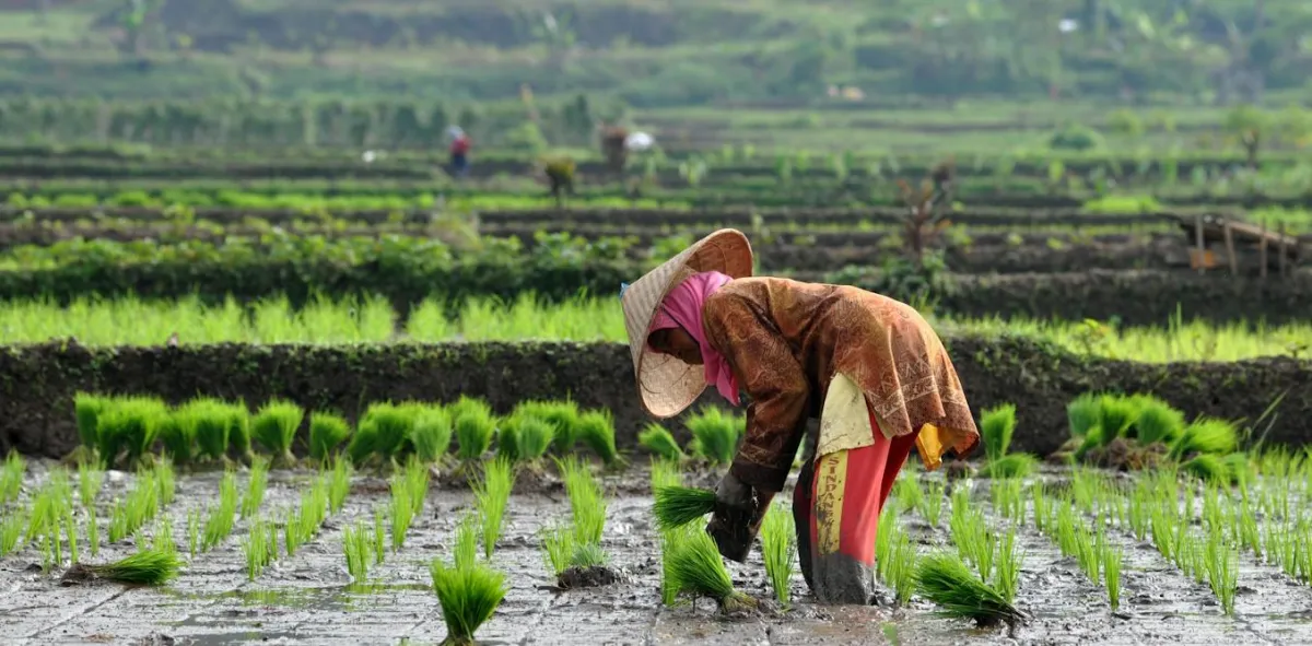 Cek Fakta: Klaim Ganjar soal Minim Insentif dan Menurunnya Petani Muda di Indonesia