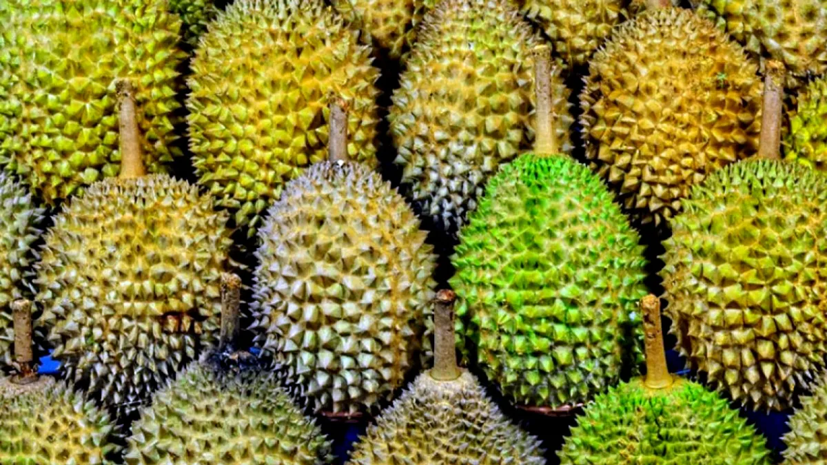 Pesta Durian Wilayu Tawarkan Makan Sepuasnya, Hasilnya untuk Pembangunan Masjid