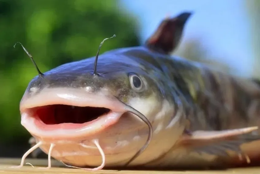 Ikan lele.