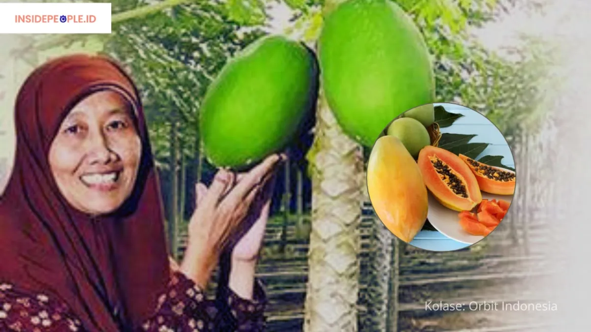 Sumber: Kolase Orbit