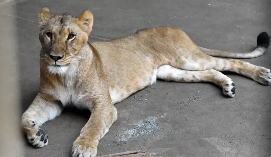 Singa Mugi di Taman Zoologi Tama di Jepang, foto pada 28 Mei 2025.