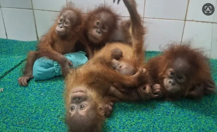 Bayi orangutan yang ditemukan di India.