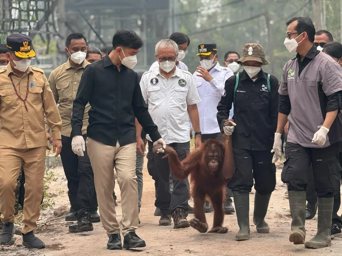 Wapres Gibran memerhatikan khusus orangutan.