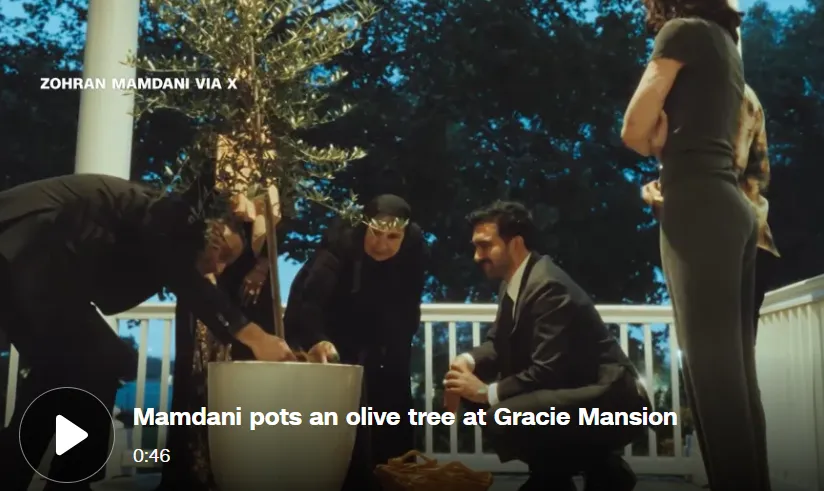Zohran Mamdani menanam pohon zaitun.