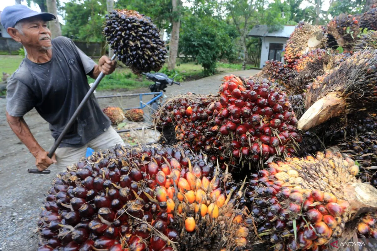 Sawit sedang diambil untuk diolah.