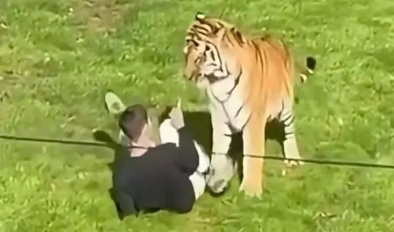 Seorang pria memasuki kandang harimau di Yorkshire Wildlife Park, Inggris, kata polisi, dan mengalami luka serius.